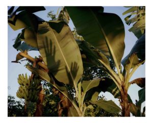 202312_31_07_DRplatanohands 001